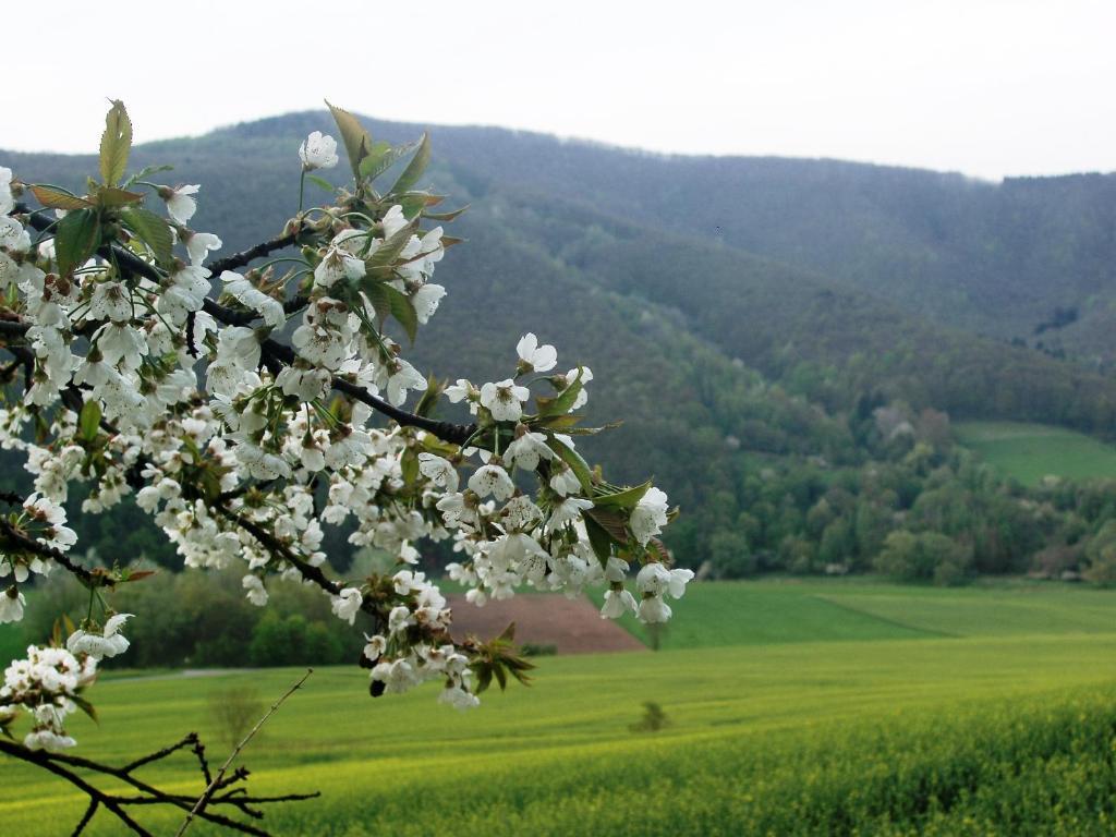 Landhaus Am Westerwald Martinfeld 외부 사진